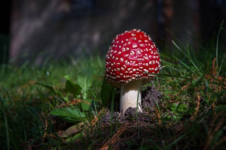 Amanita muscaria can cause hallucinations, confusion, sedation and other neurologic symptoms.