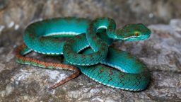 This spectacular pit viper is among the new species that were discovered in Cambodia’s karsts – ancient limestone cliffs with hidden cave systems. While its official name has not been decided, the “pit” refers to the heat-sensitive organ on its head, which it uses to detect and track down warm-blooded prey.