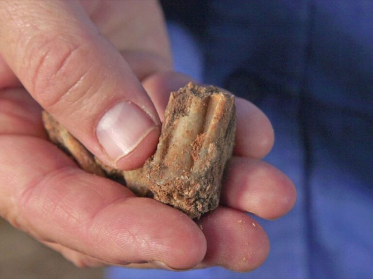 An ancient fallow deer tooth found at the cave