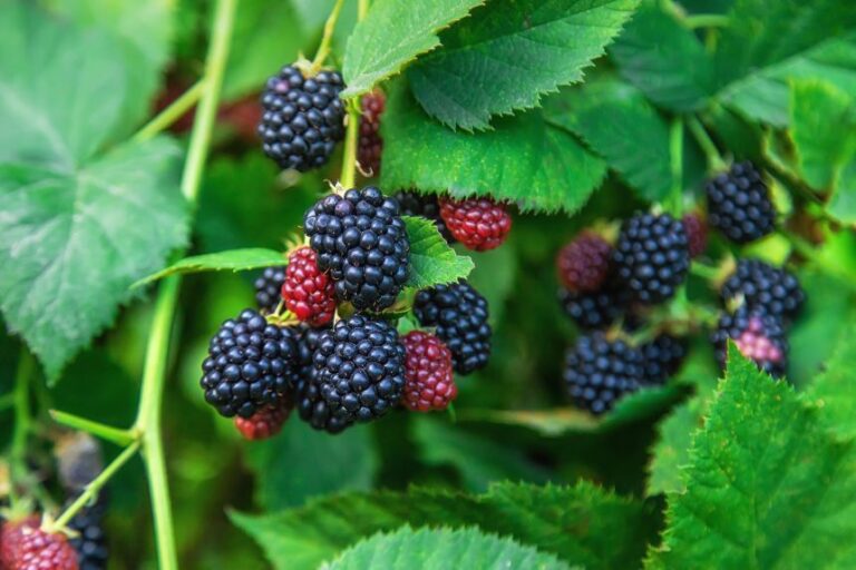 Blackberries hold up well after a soak and rinse to remove pesticides, but be sure to dry them thoroughly to prevent spoilage.