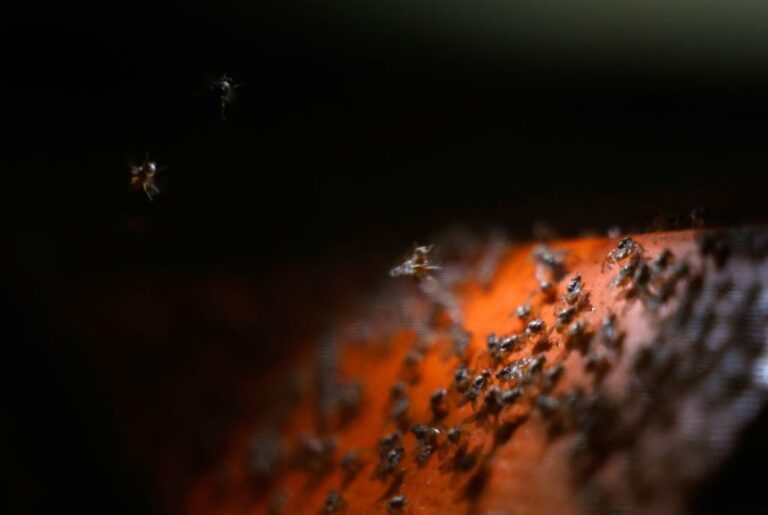 Mediterranean fruit flies move inside a cage at a sterile screwworm fly facility in Metapa de Dominguez, Mexico, in October 2025.