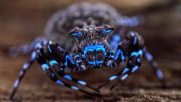 Nicky_Bay_Araneae-Smodicinus-P1014000.jpg