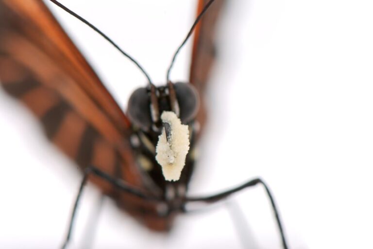 A large load of pollen grains makes a meal for a Heliconius erato butterfly.
