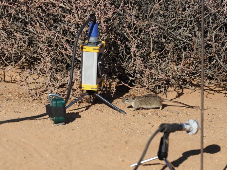 An African striped mouse walks toward a speaker