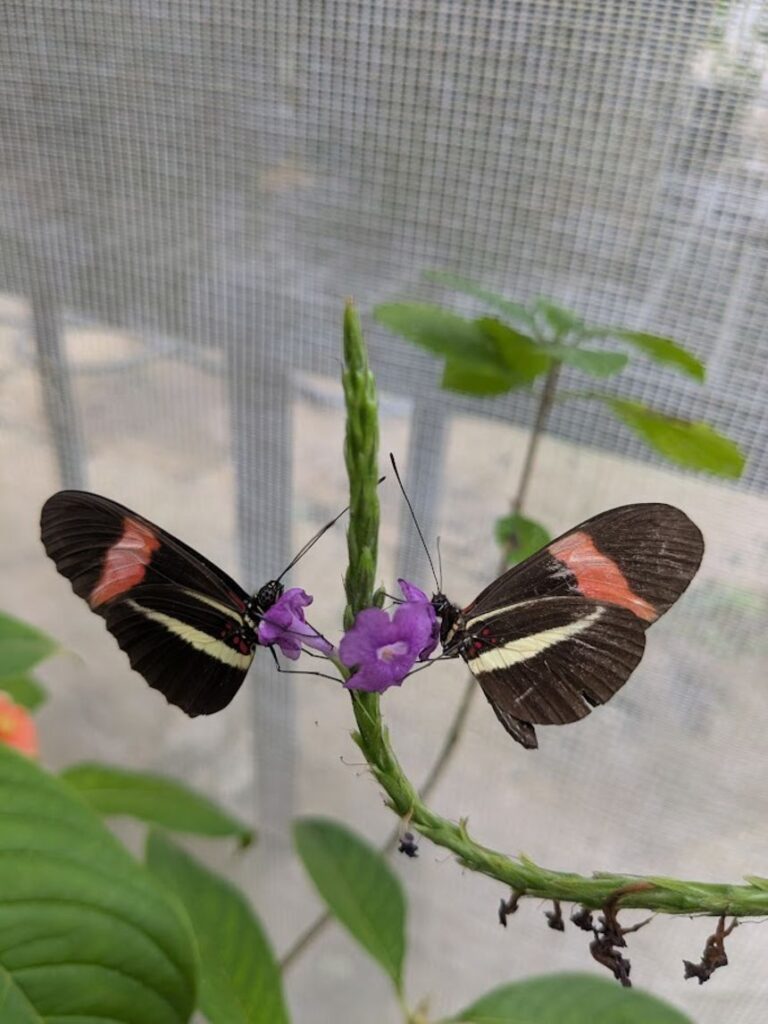 The older of two Heliconius melpomene butterflies (right) is identifiable based on the wear on its wings.