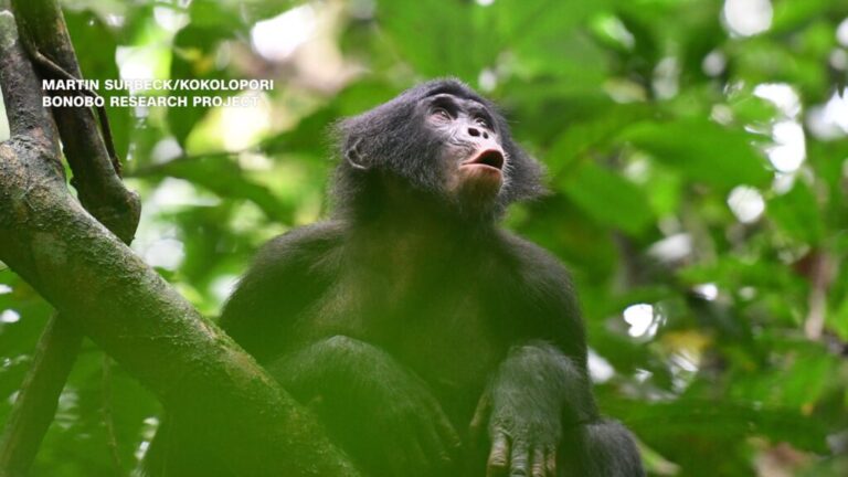 Animal comms vignette_BONOBOS-thumb.jpg