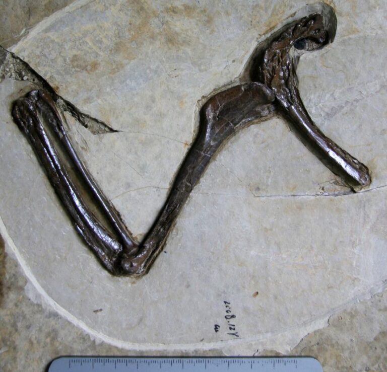 The microraptor's fossil only comprises a few bones, but it remains preserved in 3D.