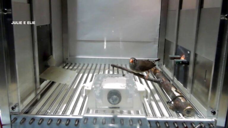 animal comms vignette_ZEBRA FINCHES-thumb.jpg