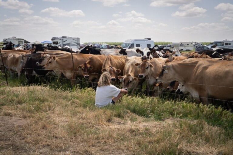 Connor Brondes, 31, who lives nomadically, sings to a group of cows during Camping with the Cows, an annual event at Raw Farm.
