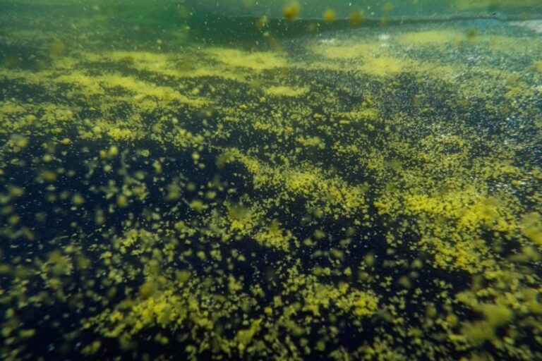 Algae floats from the bottom of the Lincoln Memorial Reflecting Pool after recent renovations, in Washington, DC, on June 19, 2026.