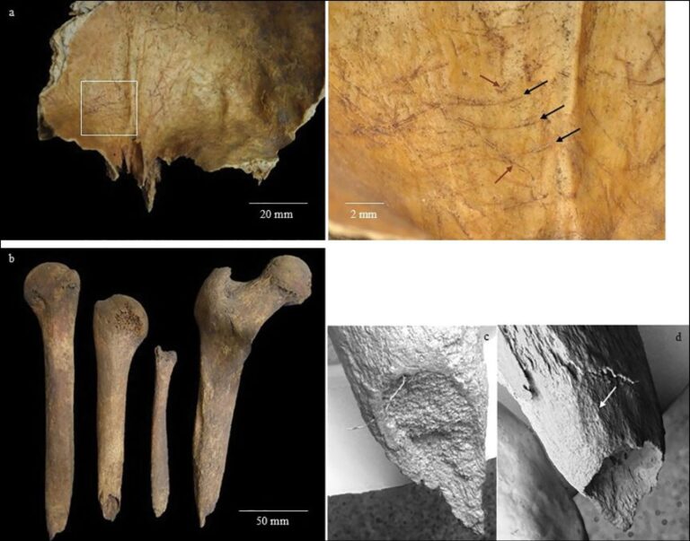 Photographs of bones showing evidence of manipulation after death.