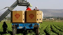 Workers pack lettuces at a Taylor Farms field in the town of Doctor Mora, on the central state of Guanajuato, Mexico, Wednesday, March 26, 2008. American companies farm more than 45,000 acres, 18,211 hectacres, of land in three Mexican states, employing about 11,000 people, a 2007 survey by the U.S. farm group Western Growers shows.