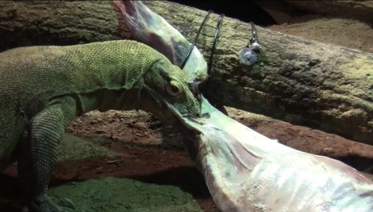 A Komodo dragon latches on to a goat carcass at Zoo Atlanta.