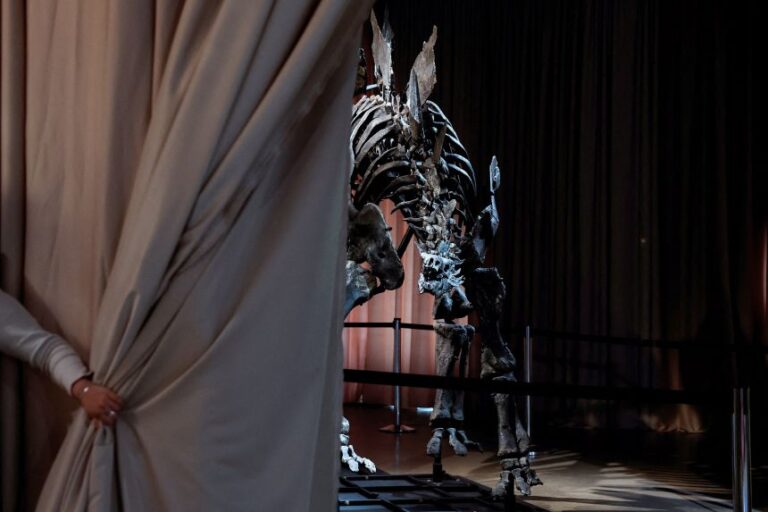 Apex the Stegosaurus is currently on display at New York's American Museum of Natural History.