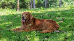 Golden Retriever lying on the grass in the park