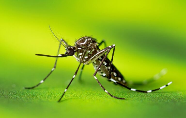 The Aedes aegypti mosquito, also known as the yellow fever mosquito, has a characteristic striped appearance. It can spread several dangerous viruses.