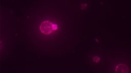 SpudCell - a synthetic cell assembled entirely from non-living chemical components - containing a working translation system and metabolic enzymes. The red membrane is stained with a lipid dye.