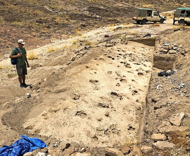The excavated track surface displays a mix of deeper hippopotamus and antelope footprints and shallower hominin tracks.