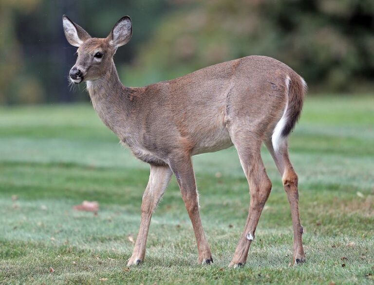 Deer are making a comeback -- and carrying ticks around with them.