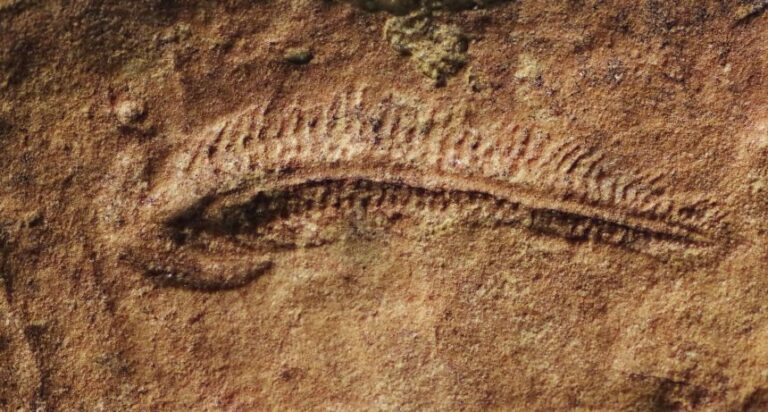 Fossils curving left meant the animals favored their right sides, a behavioral preference in modern animals that are right-handed.