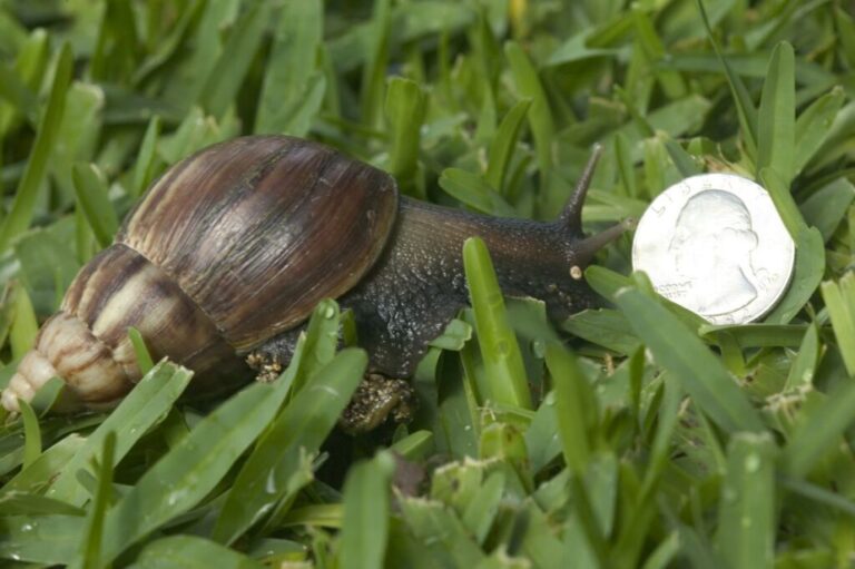 Its native range is coastal East Africa, but this snail has reached all continents except Antarctica. They are sold as food, pets, and for medicinal purposes, which led to their accidental introduction to the wild. In New Zealand, the Giant African land snail eats many types of local snails, as well as native plants.