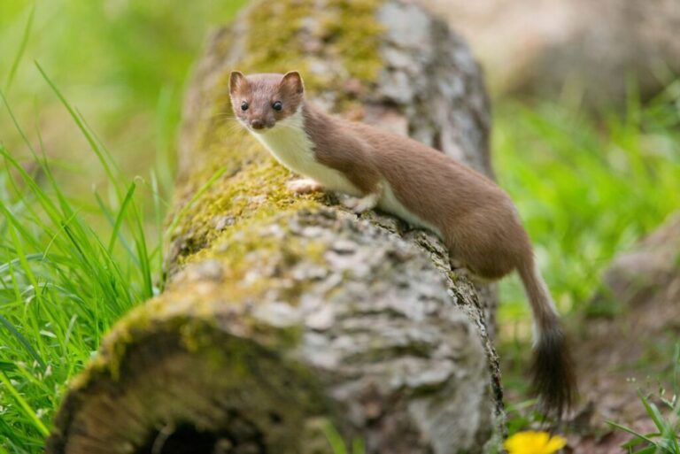 Related to weasels, polecats and ferrets, the stoat is a small but ferocious predator. Stoats have no qualms about attacking larger animals, including rabbits and chickens. European settlers took stoats to New Zealand for pest control purposes, where they wreaked havoc on native bird populations. The New Zealand Government spends millions of dollars each year protecting native birds from stoats, which feast on their chicks and eggs.