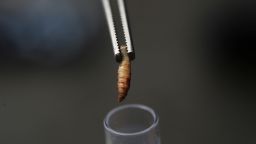Larva of the screwworm fly extracted from a cow is held at an inspection center of Honduras' Secretary of Agriculture and Livestock, in Valle de Jamastran, Honduras, May 21, 2025.