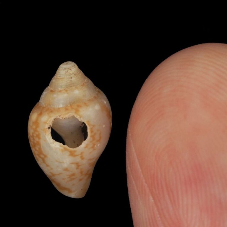 A Columbella rustica shell found in the same layer of sediment as Neanderthal remains.
