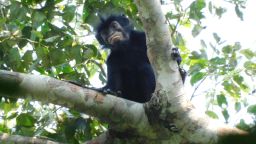 Colobus congensis, known locally as Likweli, has a dramatic black face with pinkish-orange lips.