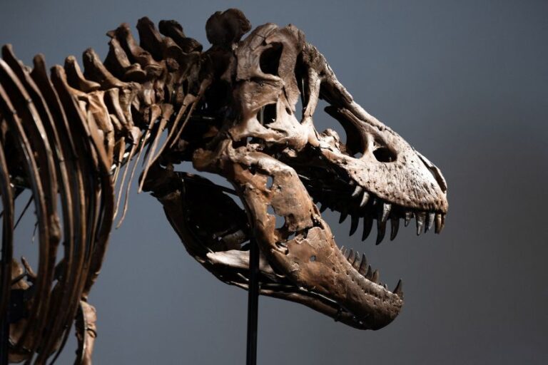 Gus was excavated across three seasons, from 2021 to 2023, and was then subject to three more years of lab work to clean up and mount the bones.