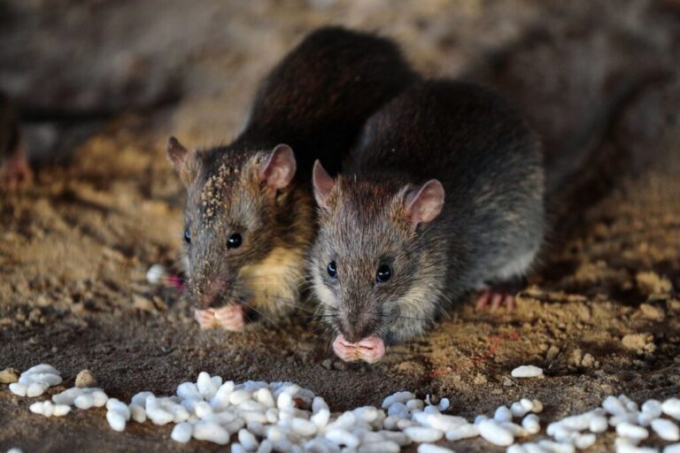 Also known as the ship rat, it is native to India but over thousands of years, it spread to every continent except Antarctica by hiding in ships. These furry stowaways can devastate wildlife populations  as they guzzle through native insects, bird eggs and chicks, and fruit.