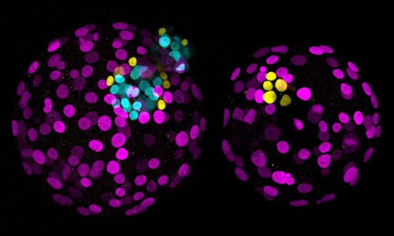 In the normal embryo (left) the cells stained magenta will become the placenta, yellow cells will become the yolk sac, and cyan blue cells will become the epiblast, which later forms the body. In the embryo where base editing was used to block the NANOG gene (right), no cyan cells can be seen.