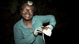 Nigerian ecologist Iroro Tanshi poses with a short-tailed round leaf bat in Odukpani, Cross River State in February 2024.