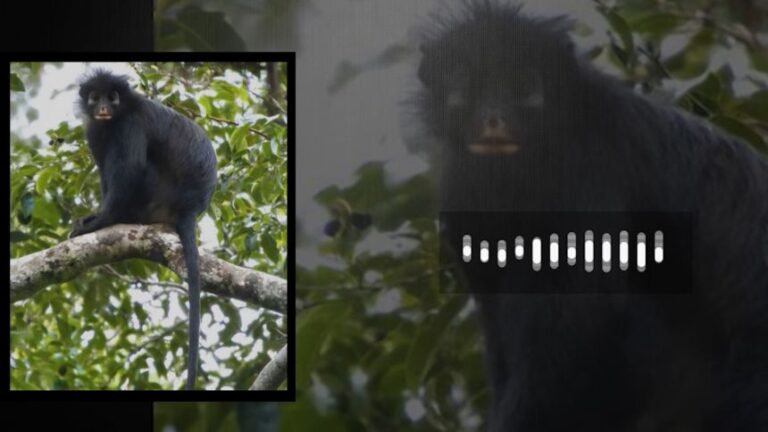 <p>Colobus congoensis, known locally as “likweli,” has deep resonant roaring calls that resemble those of related Colobus species but possesses a distinct acoustic structure.</p>