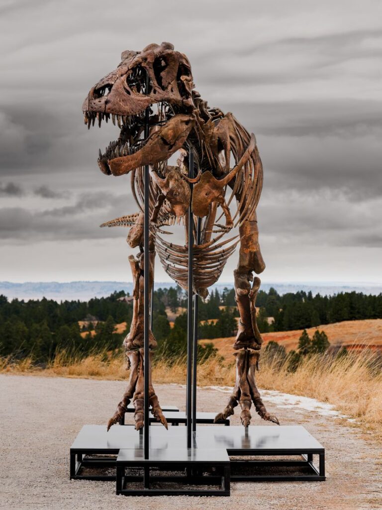 The skeleton is the result of about five years of effort, between field and lab work.