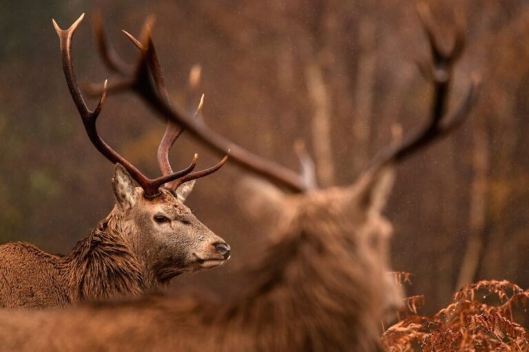 This large deer species was brought from Europe and Western Asia to Australia, New Zealand and South America, for trophy hunting and livestock. It flourishes in a wide range of habitats and can outcompete native mammals searching for food.