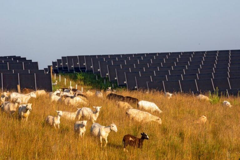 Sheep graze among solar panels on the Turkey Creek Solar Ranch in Lancaster, Kentucky.