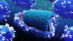 Rabies virus, illustration. Rabies virus is a member of the Rhabdoviridae family. This bullet-shaped enveloped virus has a protein coat (capsid, blue), which is made up of helically arranged subunits called capsomeres. Within the coat is the genetic material in the form of single-stranded ribonucleic acid (RNA). The rabies virus is transmitted to humans from an infected animal bite. Symptoms appear after an incubation period of 10 days to 1 year and include fever, breathing difficulties, muscle spasms, and hydrophobia. (Photo by: SCIENCE PHOTO LIBRARY via AP Images)