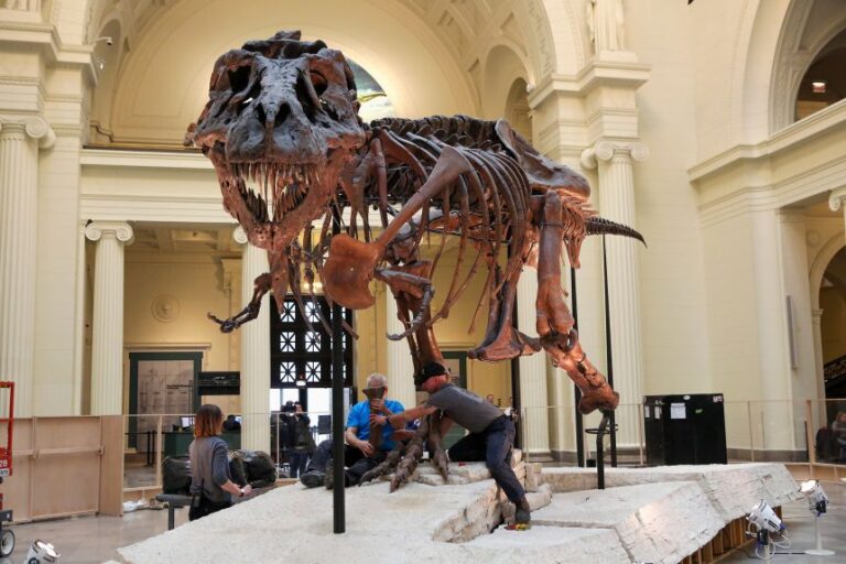 Sue, the T. rex that inaugurated the era of high-value fossil auctions, is 40 feet long and 13 feet tall.