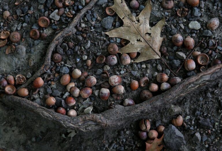 Acorn abundance is an indicator of Lyme disease risk.