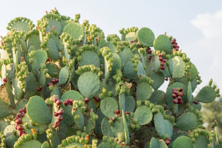 Originally from the Americas, this cactus is an invasive species in South Africa, Kenya and Australia. It grows in bristly thickets up to two meters high, and was often introduced to contain livestock. It is highly drought resistant and frost resistant, and can spread across millions of hectares of land. During an infamous spell dubbed