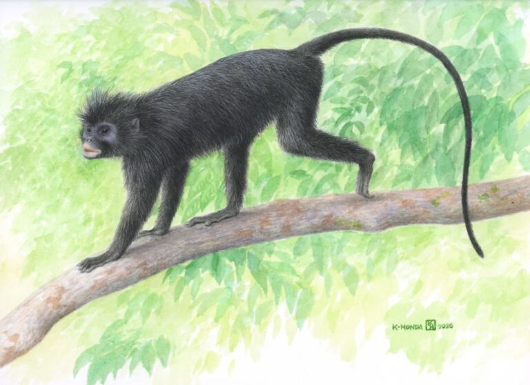 An illustration of Colobus congensis, whose common name is the local vernacular name, Likweli.