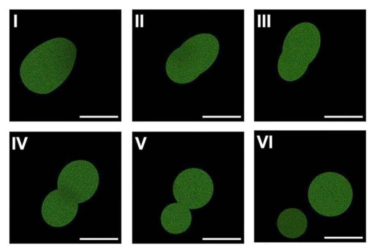 A fluorescence-based imaging techniques show SpudCell undergoing division.