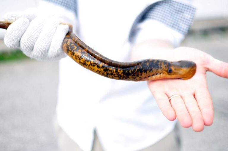 A sexually mature sea lamprey, identified by the ridge along its back.