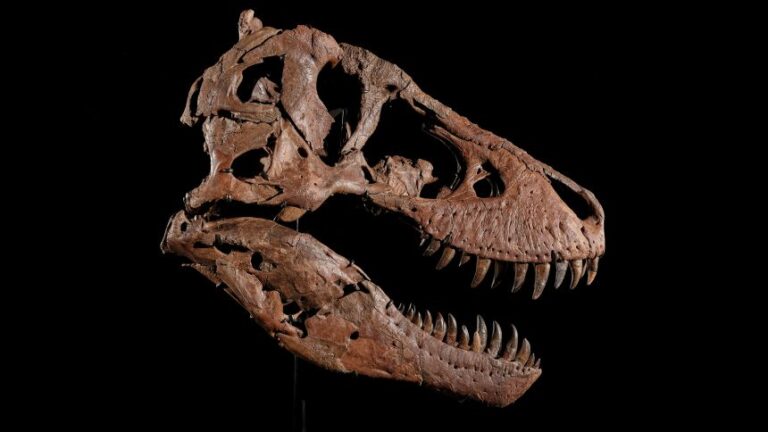Gus is one of the largest and most complete T. rex fossils ever found, according to Sotheby's.
