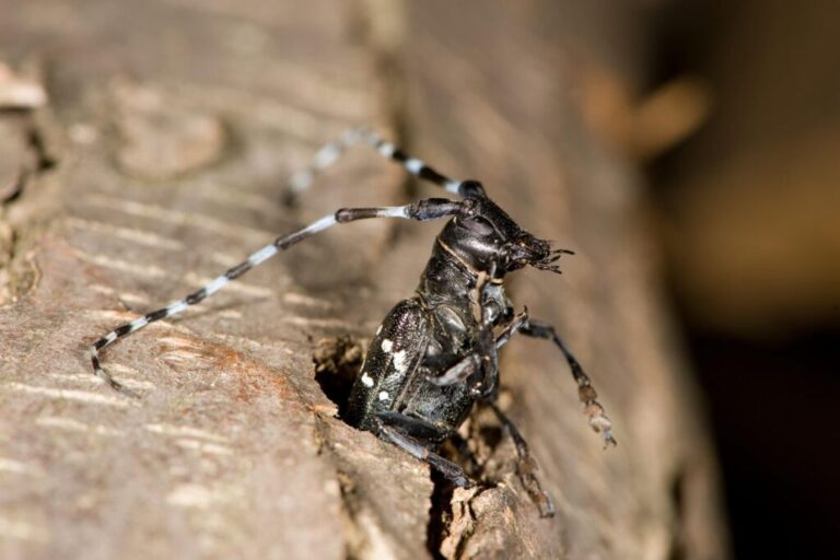 Trees where these beetles lay their eggs are doomed to a slow death, as larvae gnaw away at their bark from the inside. Native to Asian countries including China and Japan, this species has reached Europe and North America, mostly through wooden packaging. They have already infested many poplar plantations in China, and have also been found in chestnut trees, willows and elms. The US Department of Agriculture has warned that the insects could devastate American timber industries and forests if left unchecked.
