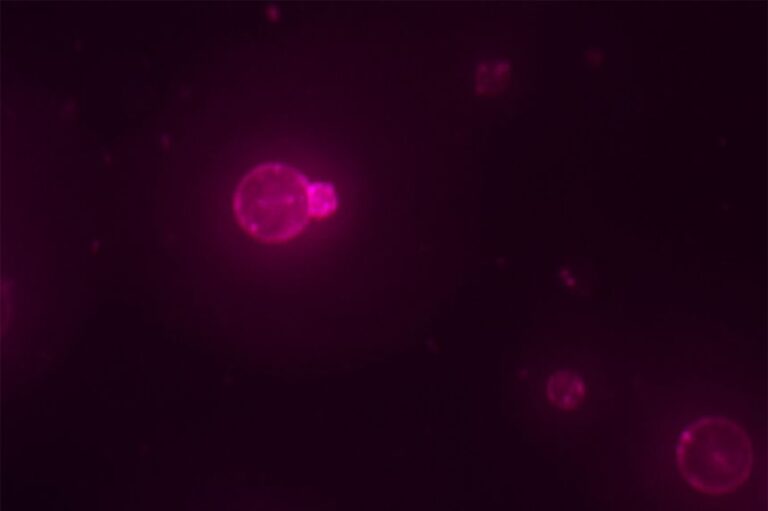 SpudCell resembles a natural cell but is not identical to cells found in nature.