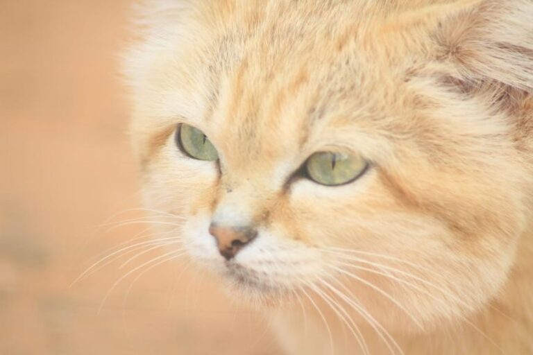 Like several other small carnivore species in the region, sand cats are under threat.