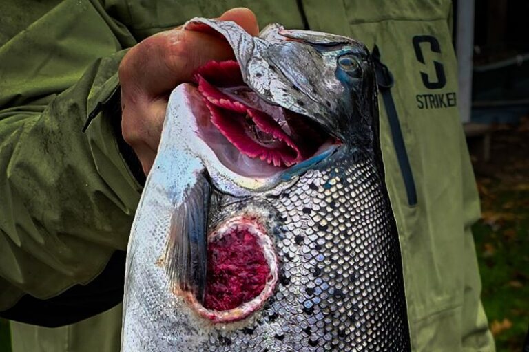 A fisher holds up their catch, carrying a wound caused by a lamprey.