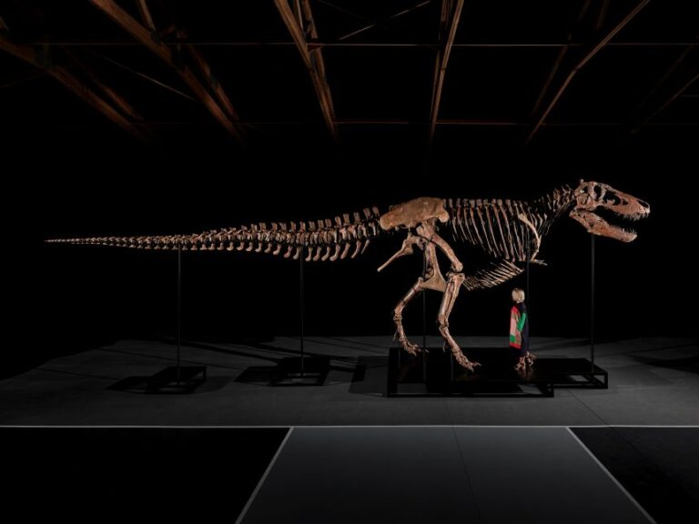 About about 61% complete by bone count, Gus is one of the most complete T. rex fossils ever found, according to Sotheby's.